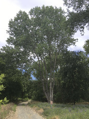 Populus fremontii fremontii