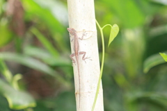 Anolis cristatellus cristatellus