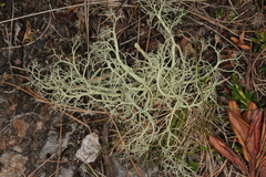 Alectoria ochroleuca