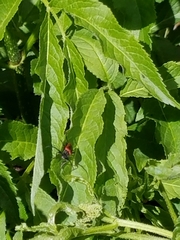 Desmocerus aureipennis