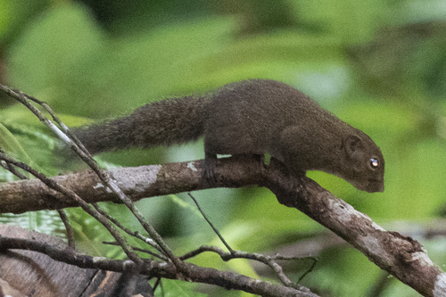 Fraternal Squirrel (Sundasciurus fraterculus) — Vulnerable Mammalia