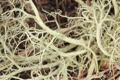 Alectoria ochroleuca