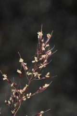 Agrostis rupestris