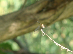 Dythemis