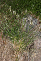 Oreochloa disticha