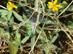 Erythrodiplax basifusca