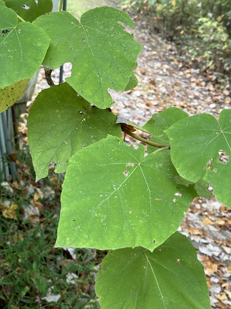 Princess Tree Before Spring princess tree from Chestertown, MD, US on September 26, 2024 at 07:48 ...
