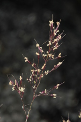 Agrostis rupestris