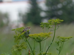 Passerculus sandwichensis