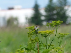 Passerculus sandwichensis