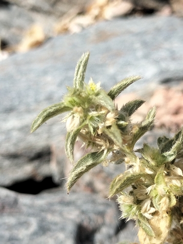 Image of Argythamnia serrata by no rights reserved