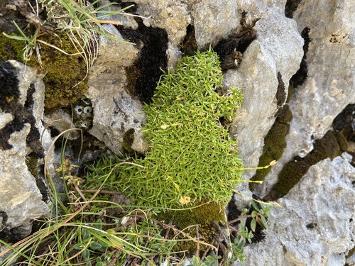 Apennean sandwort (Mcneillia graminifolia)