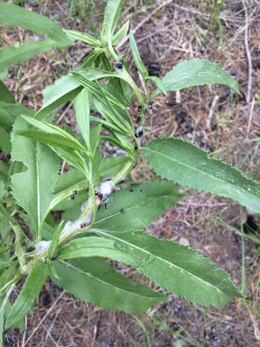 iNaturalist observation photo of Spittlebugs and Froghoppers