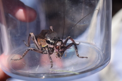 Cyphoderris monstrosa