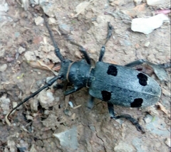 Morimus funereus