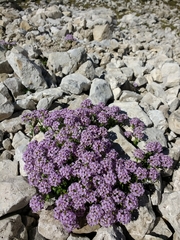Noccaea rotundifolia