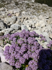 Noccaea rotundifolia