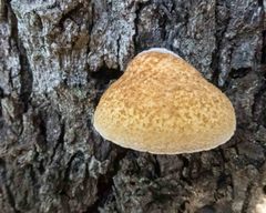 Crepidotus eucalyptorum