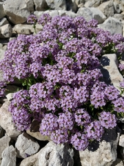 Noccaea rotundifolia