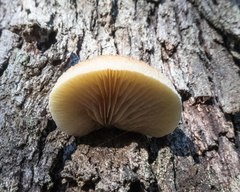 Crepidotus eucalyptorum