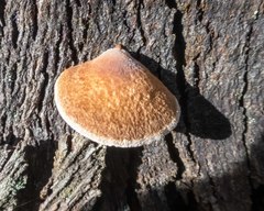 Crepidotus eucalyptorum