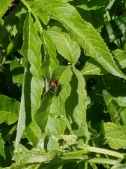 Desmocerus aureipennis