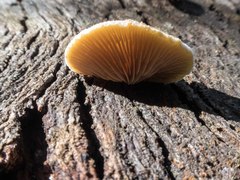 Crepidotus eucalyptorum