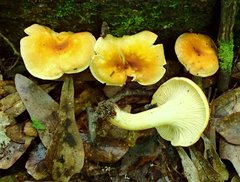 Cantharellus lewisii