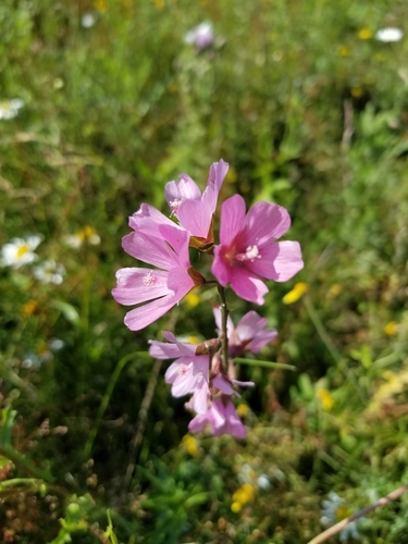 Image of Meadow Checker-Mallow (Sidalcea campestris) by no rights reserved