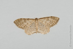 Idaea fuscovenosa