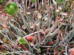 Cladonia amaurocraea