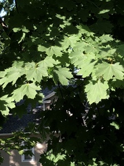 Acer platanoides