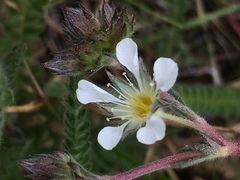 Ivesia sericoleuca