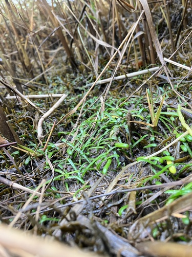 Image of Lilaeopsis chinensis by no rights reserved