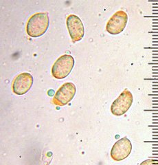 Cantharellus lewisii