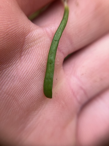 Image of Lilaeopsis chinensis by no rights reserved