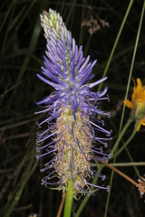 Phyteuma persicifolium