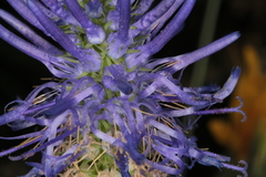 Phyteuma persicifolium