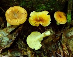 Cantharellus lewisii