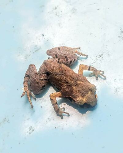 Leptobrachella rowleyae