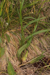 Phyteuma persicifolium