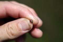 Stagonomus bipunctatus pusillus