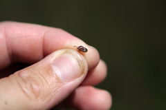 Stagonomus bipunctatus pusillus