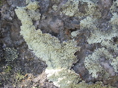 Arctoparmelia centrifuga