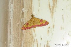 Isocentris filalis