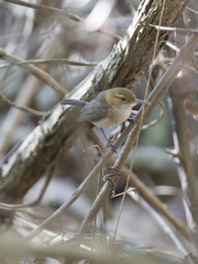 Ramphocaenus melanurus
