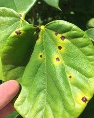 Cercospora