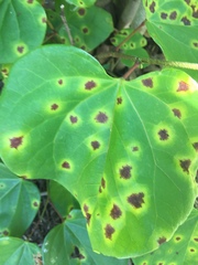 Cercospora