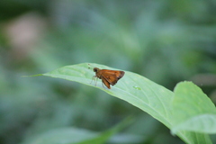 Choranthus borincona