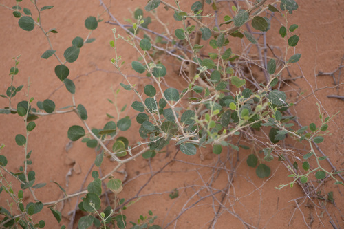 Indian Jujube (Ziziphus nummularia)